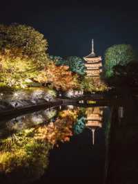 Kyoto Night Maple Viewing: A Photographer's Recommendation