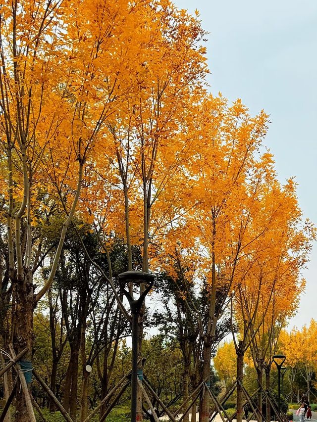 人民公園賞銀杏好去處，附遊玩攻略。