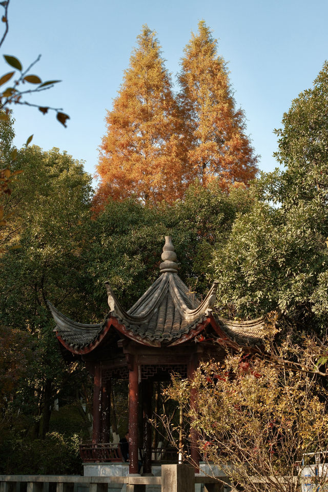 答應我，一定要來慈溪峙山公園看秋天。