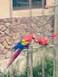 蘭州野生動物園 | 去了| 人給累趴了！。