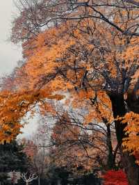 南京的「莫奈花園」｜明孝陵