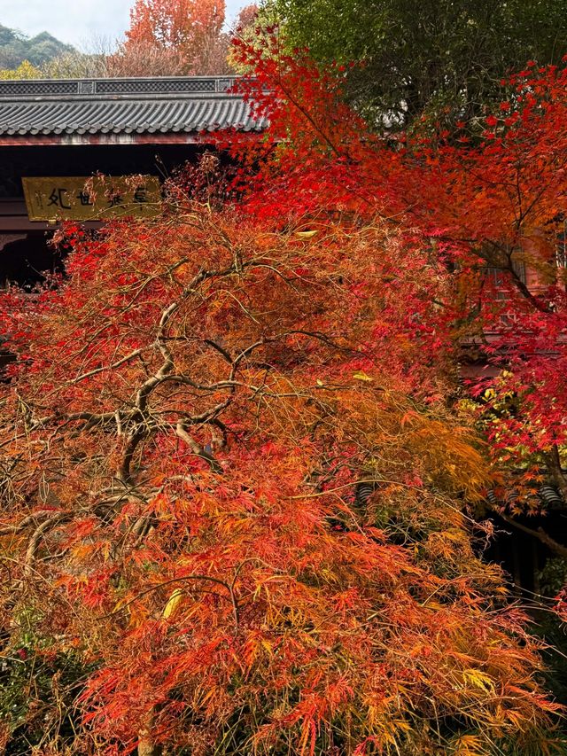 一份永福禪寺的旅遊攻略