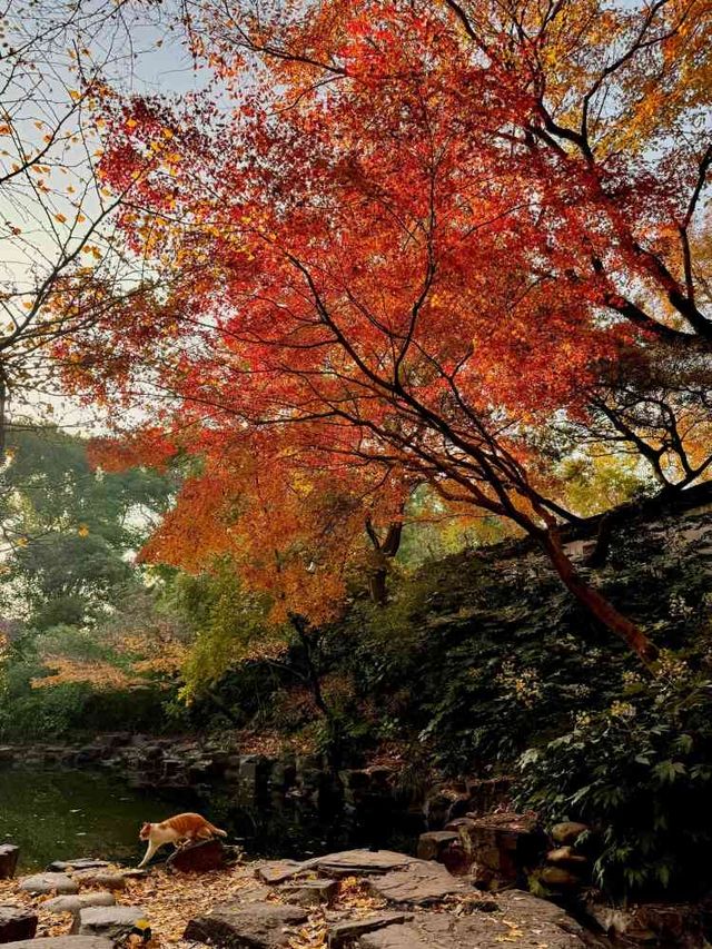 踏秋於虎丘山，尋找那最美的風景