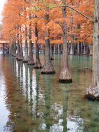 青西郊野公園池杉棧道