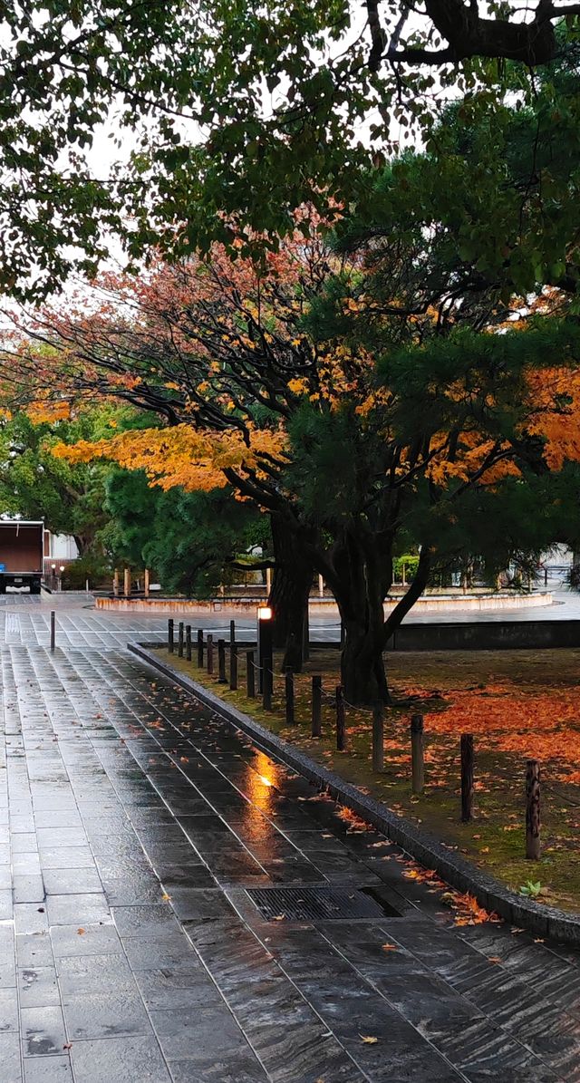 【最美紅葉季】京都大學，雨打黃昏更冷艷…