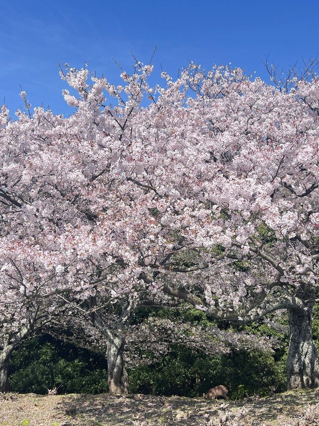 6日暢滑日本 雪場攻略大揭秘