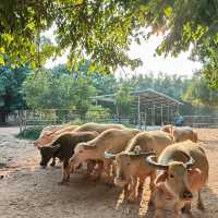 廣東東莞香市動物園|動物大世界