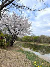 韓国/ソウル【ソウルの森】桜のおすすめスポット