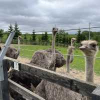 Niseko Ostrich Farm with fun aggressive birds, Niseko, Hokkaido 