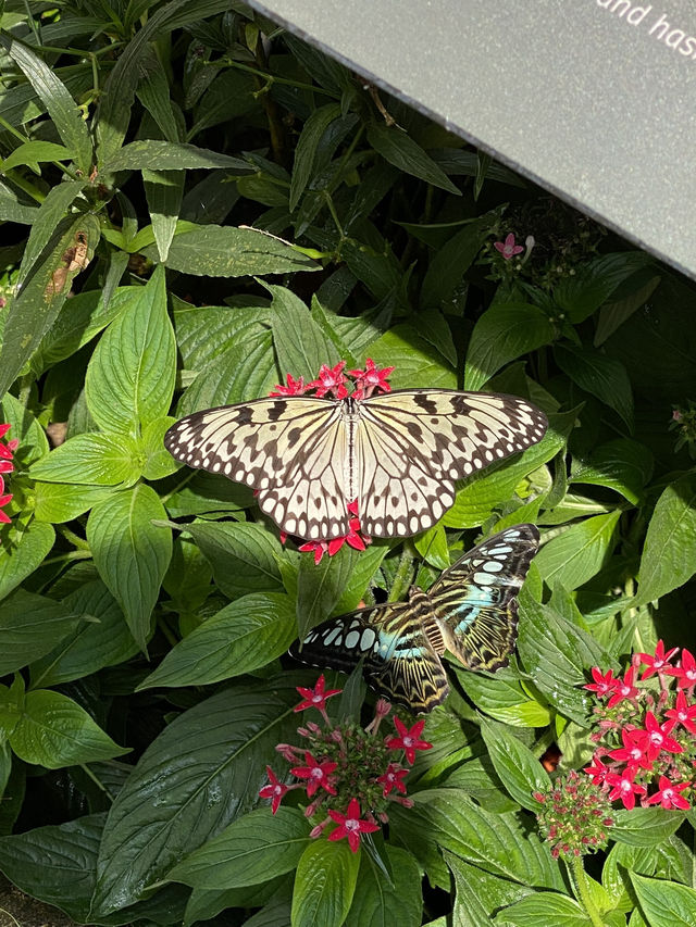 Butterfly Bliss: A Colorful Escape at Singapore’s Airport