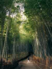 京都嵐山嵯峨野竹林