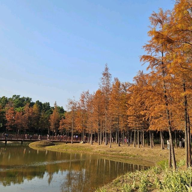 蓮花山公園更震撼的落雨杉