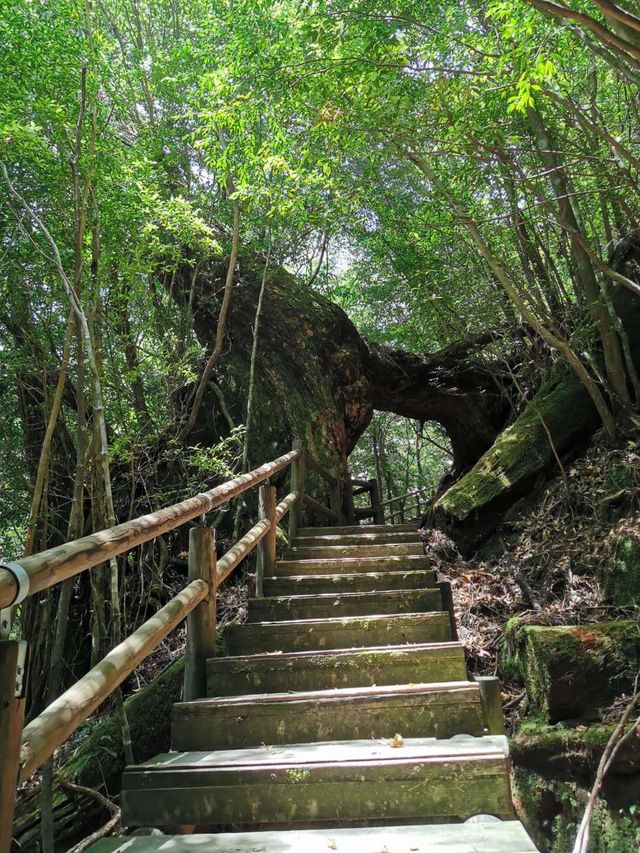 世界遺產 小眾秘境——日本霧久島