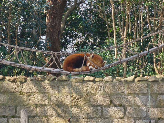 上海野生動物園一日遊花銷