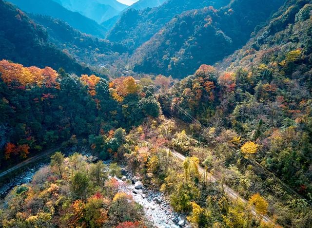 令人驚艷的彩林秘境:平武縣秋色燦爛的老河溝。