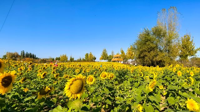 徒步、觀景、登小山都適宜。