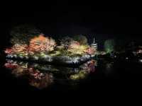 The Night Maple of Toji and the Ginkgo of Nishi Honganji are Amazing