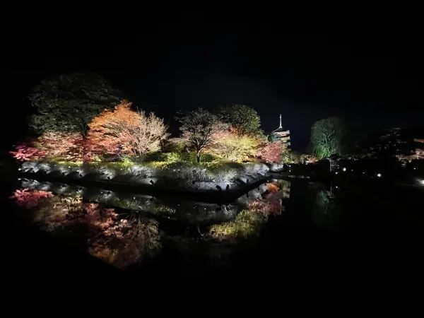 The Night Maple of Toji and the Ginkgo of Nishi Honganji are Amazing