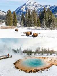 Winter Wonderland in Yellowstone National Park: A 5-Day Detailed Guide!