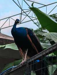 廣州動物園的小動物們你們都看了嗎