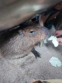 北京野生動物園