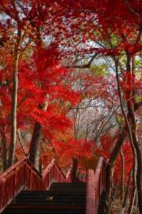 在棲霞山拍到了南京紅葉天花板