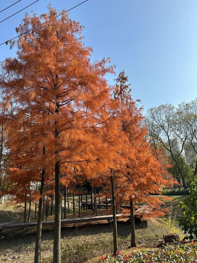 湘潭和平公園‖與大自然親密接觸