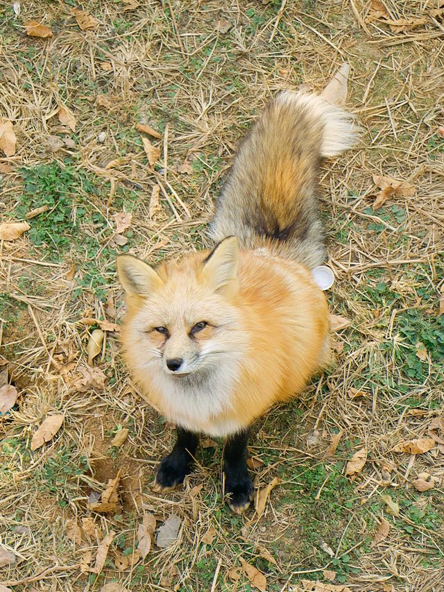 冬季反向遊 | 附上海野生動物園互動遊玩攻略