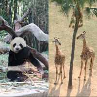 廣州長隆野生動物世界 攻略 