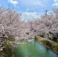 🇯🇵Stunning Place for Sakura in Kyoto🌸