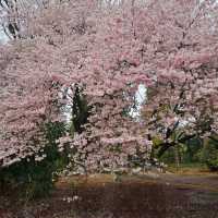 Chasing Japan Cherry Blossom Version 2024