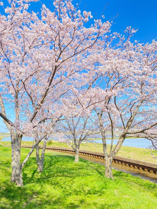 【2024年桜】石川県の木場潟公園