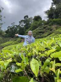 Discover tea garden 