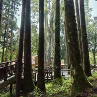 Majestic Giants of Alishan: A Forest Wonderland