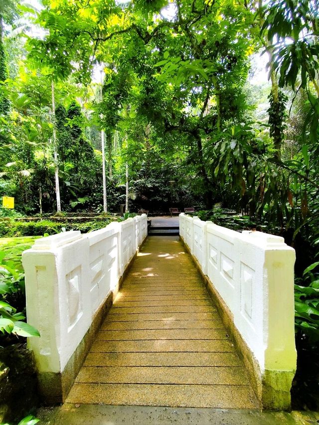 Peaceful Stroll at Penang Botanic Gardens 