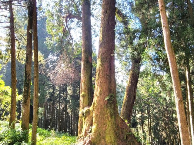 嘉義｜阿里山國家森林遊樂區