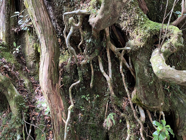 屋久島の紀元杉は遊歩道が整備された巨木だった！