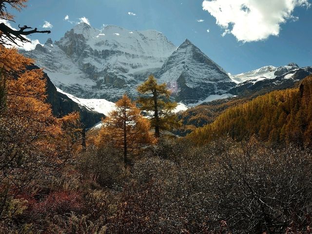 Best Autumn Viewing Experience 2/3 [Xiannairi Snow Mountain, Yading Nature Reserve]