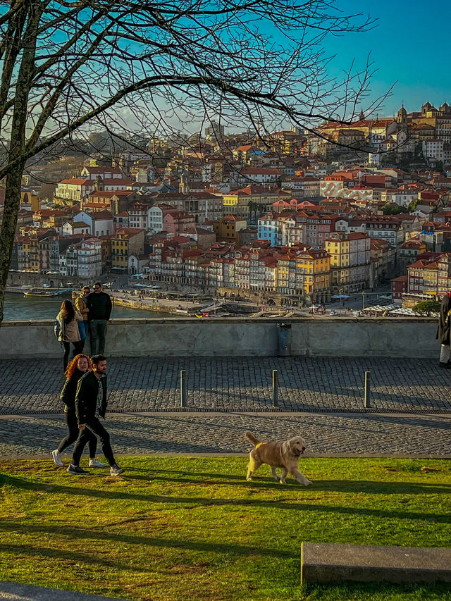 🇵🇹포르투 여행객들은 무조건 가야하는 모로정원 Jardim do Morro🇵🇹