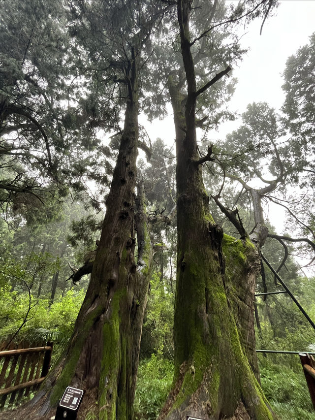 翠雲廊。