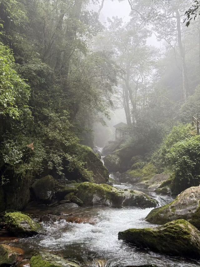 "爆紅"的哀牢山，到底是什麼山？