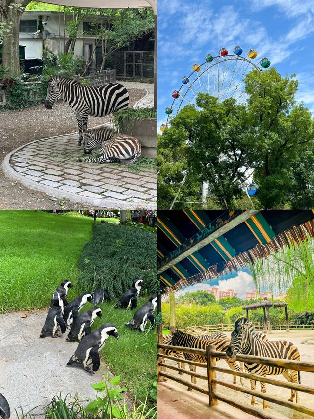 上海野生動物園省時省力，看完再去