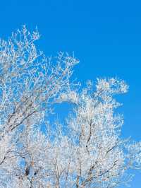 哈爾濱-雪鄉-長白山｜6天元旦深度遊 玩轉冰雪世界