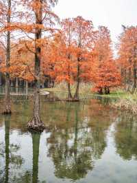 青西郊野公園池杉棧道