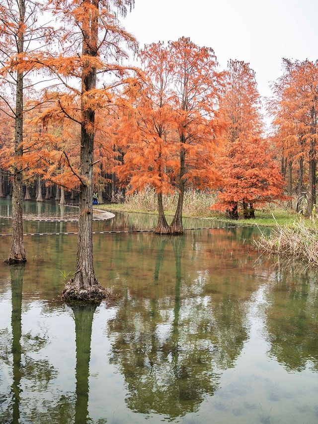 青西郊野公園池杉棧道