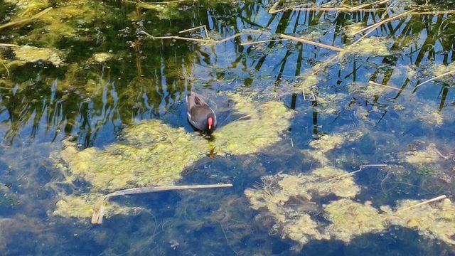 一定要去的大理洱海濕地公園