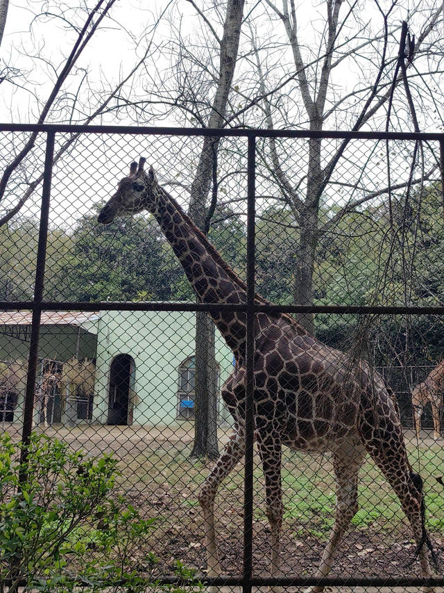 南京紅山動物園｜逛動物園是件正經事～