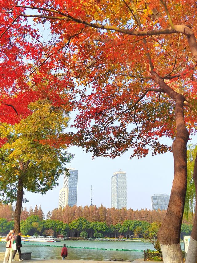 一園盡賞秋——玄武湖公園來南京市民公園感受生命力