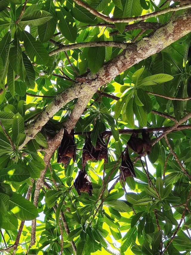 Tropical Fruit Farm ✨