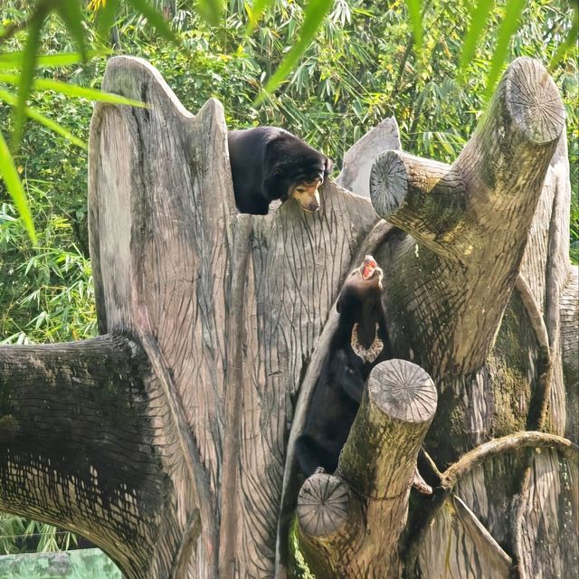 Just a normal day to Zoo Negara Malaysia 